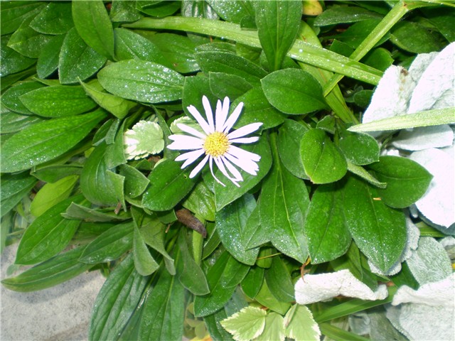 aster